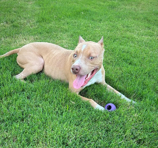 PoBoy, a Adoptable Mixed Breed in Georgetown, TX image 4/5