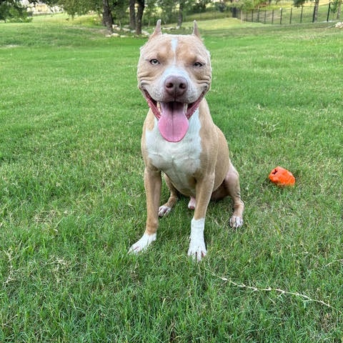 PoBoy, Adoptable, Adult Male Mixed Breed.