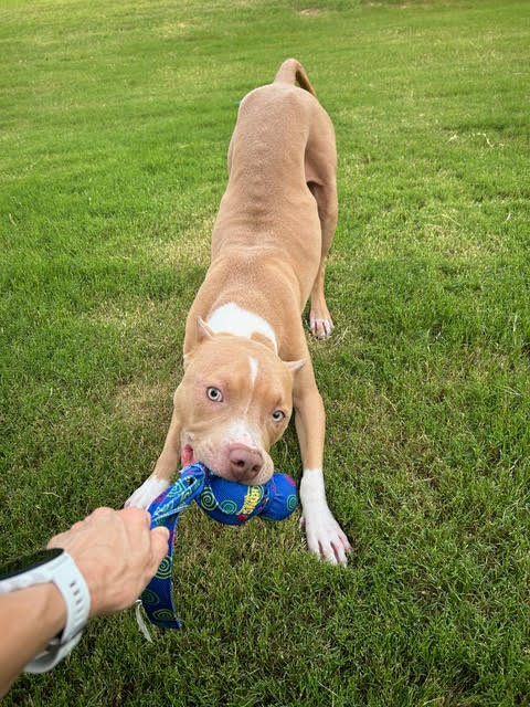 PoBoy, a Adoptable Mixed Breed in Georgetown, TX image 5/5