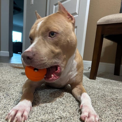 PoBoy, a Adoptable Mixed Breed in Georgetown, TX image 2/5