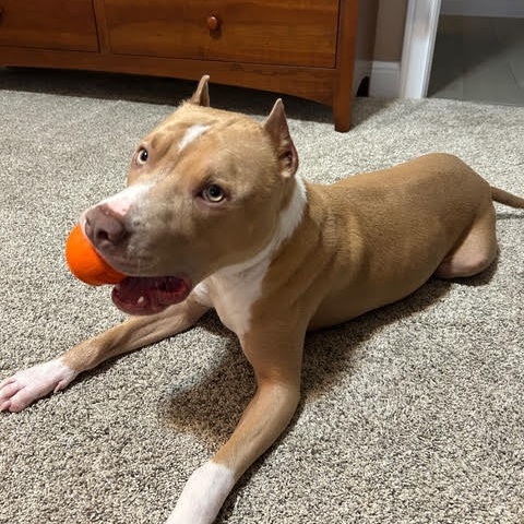 PoBoy, a Adoptable Mixed Breed in Georgetown, TX image 3/5