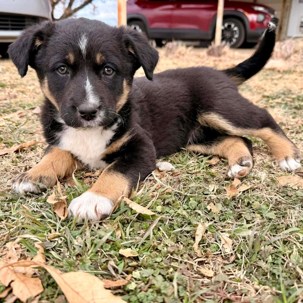 Willow, Adoptable, Puppy Female Mixed Breed.