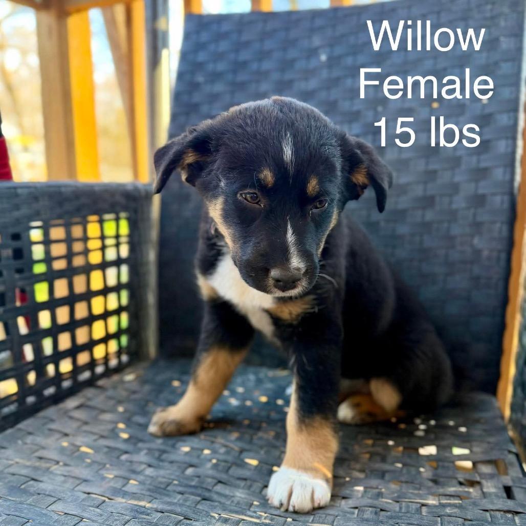 Willow, a Adoptable Mixed Breed in Oxford, ME image 2/6