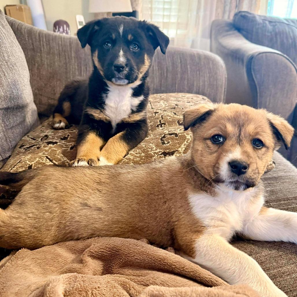 Willow, a Adoptable Mixed Breed in Oxford, ME image 6/6