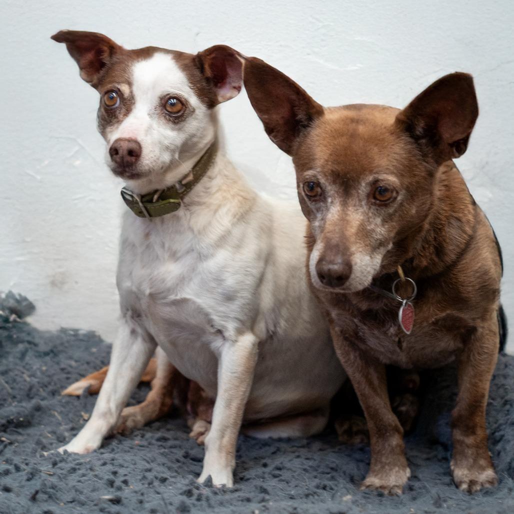 Enlarge GROMIT bonded to WALLACE, a Adoptable mixed breed in Point Richmond, CA image 2/5