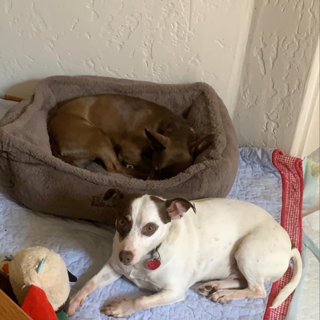 Enlarge GROMIT bonded to WALLACE, a Adoptable mixed breed in Point Richmond, CA image 1/5