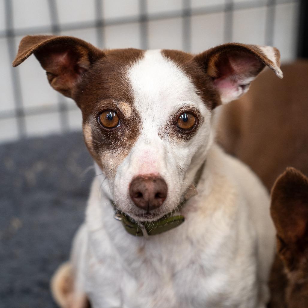 Enlarge GROMIT bonded to WALLACE, a Adoptable mixed breed in Point Richmond, CA image 2/5