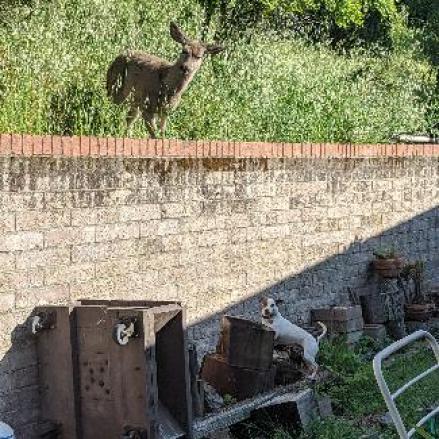 Enlarge GROMIT bonded to WALLACE, a Adoptable mixed breed in Point Richmond, CA image 3/5