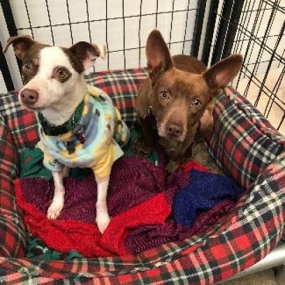 Enlarge GROMIT bonded to WALLACE, a Adoptable mixed breed in Point Richmond, CA image 5/5