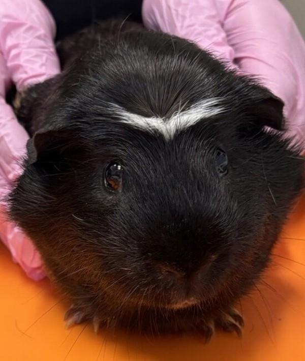 Enlarge Nandor, a Adoptable mixed breed in San Diego, CA image 1/1