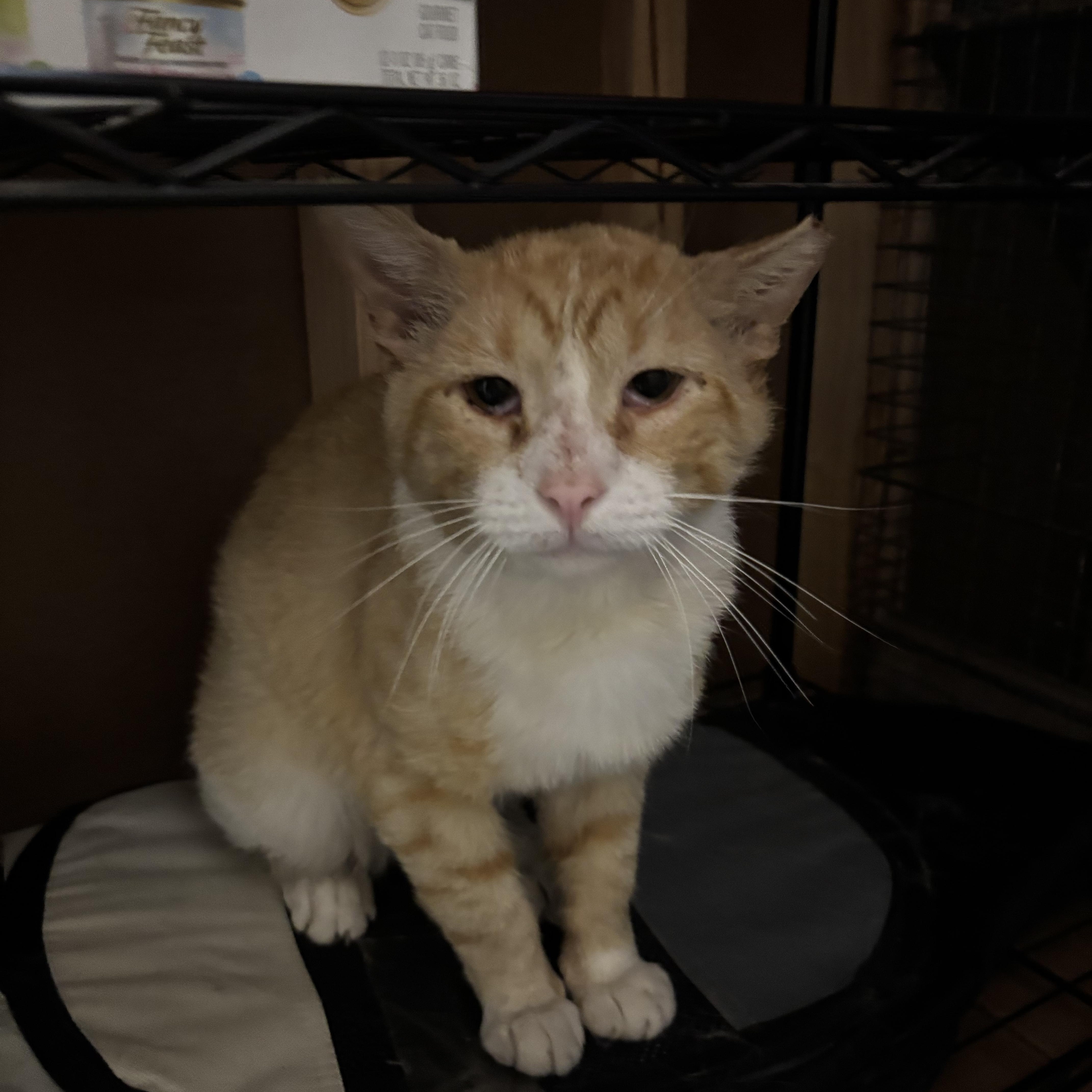 Enlarge Gizmo, a Adoptable Tabby in Westville, NJ image 4/4