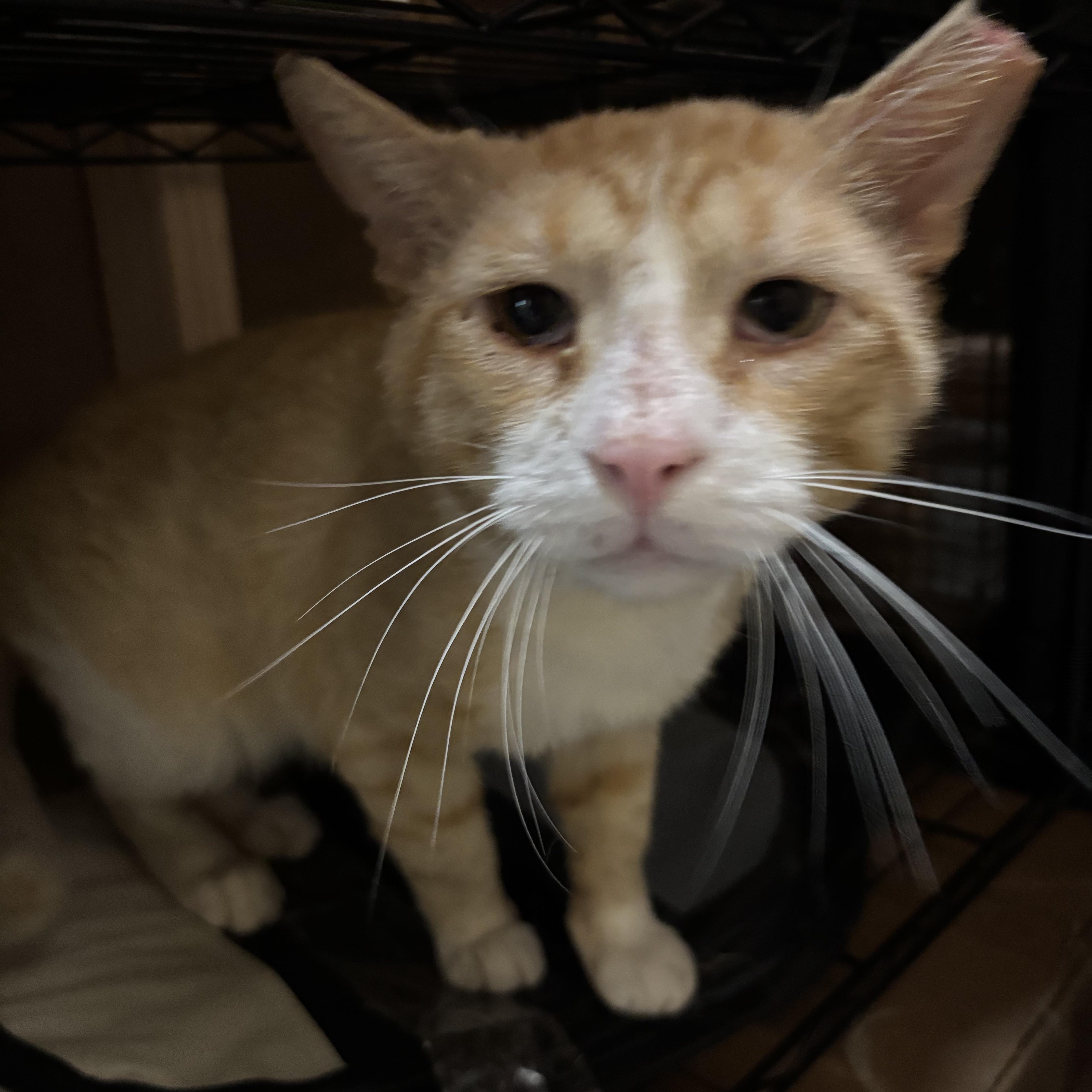 Enlarge Gizmo, a Adoptable Tabby in Westville, NJ image 3/4