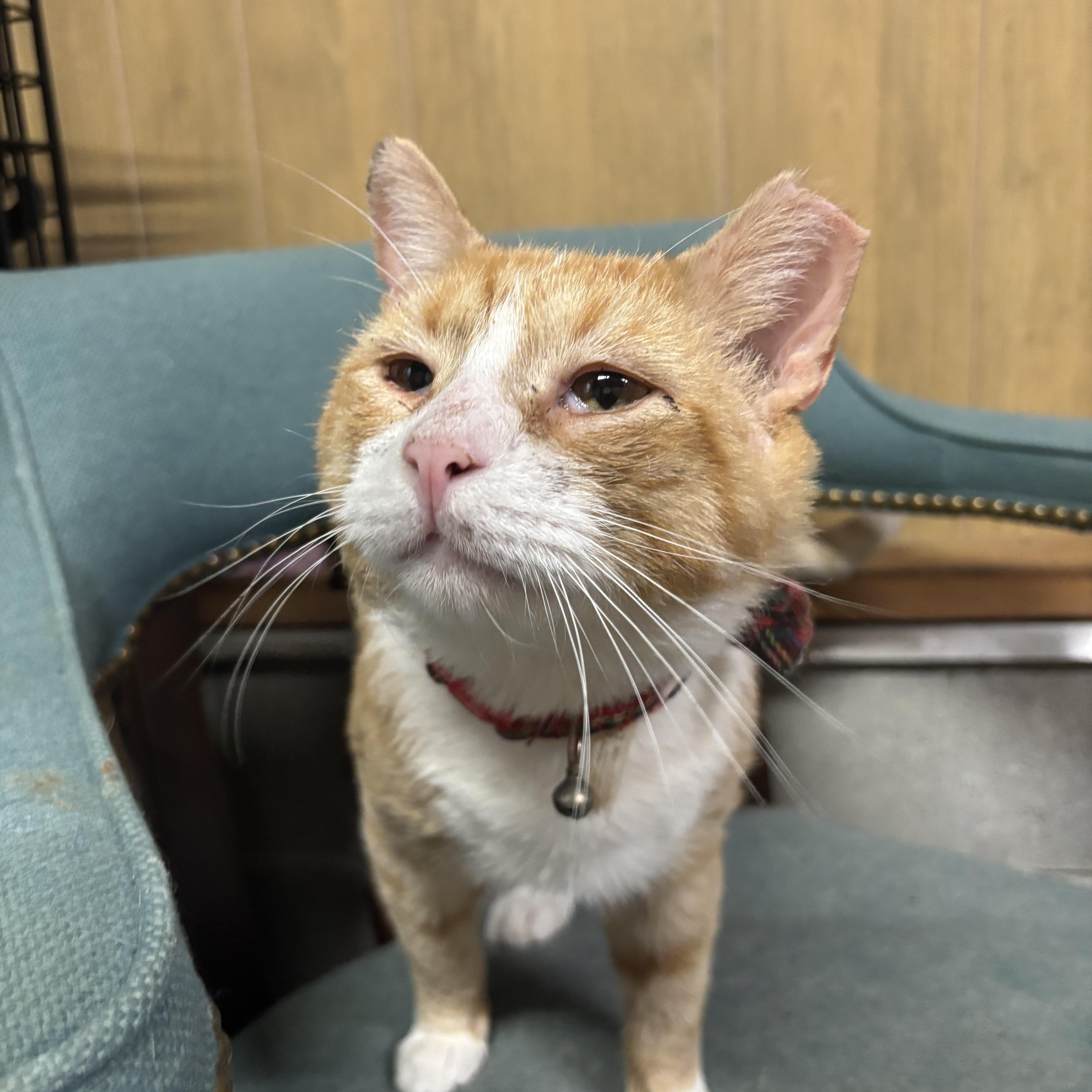 Enlarge Gizmo, a Adoptable Tabby in Westville, NJ image 1/4