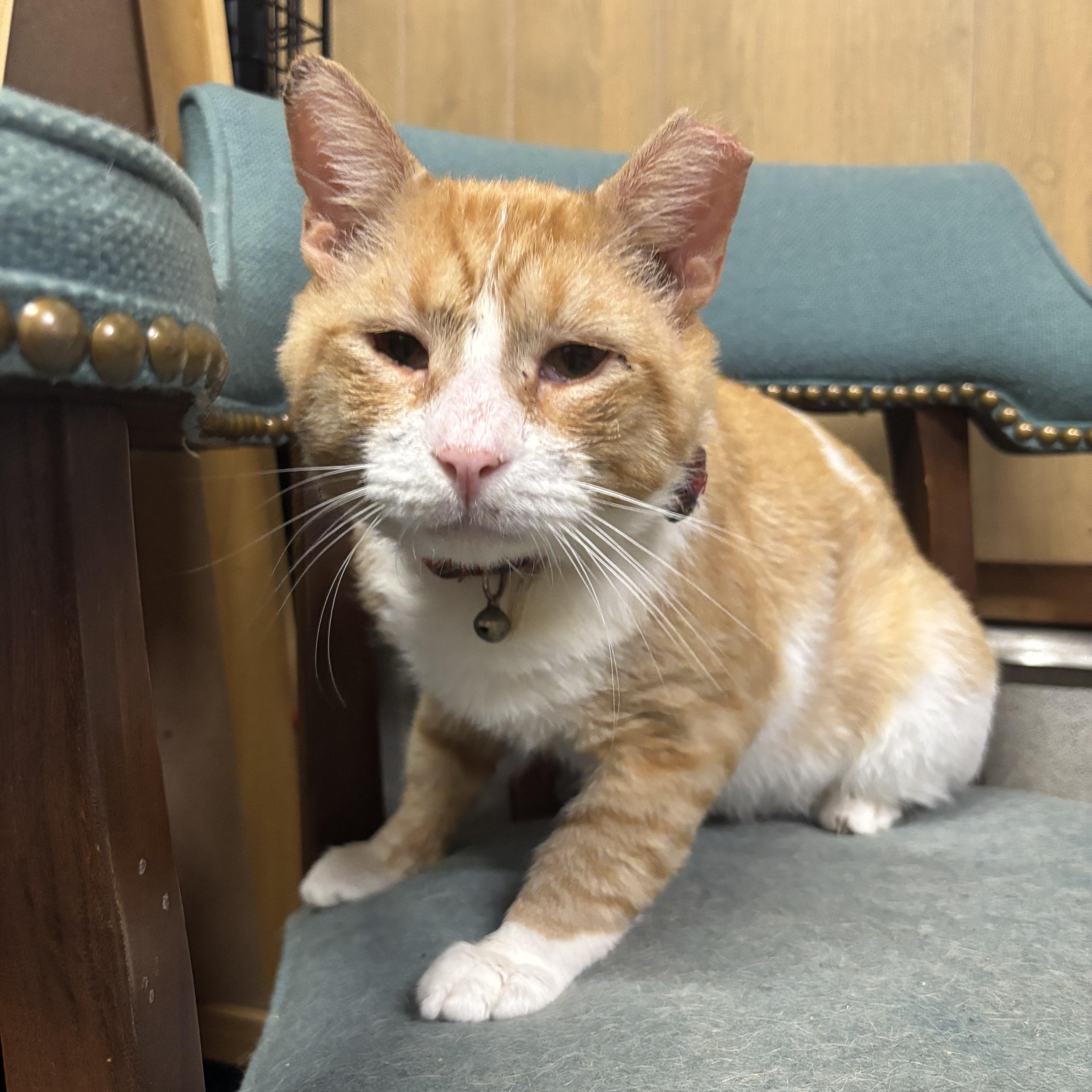 Enlarge Gizmo, a Adoptable Tabby in Westville, NJ image 2/4