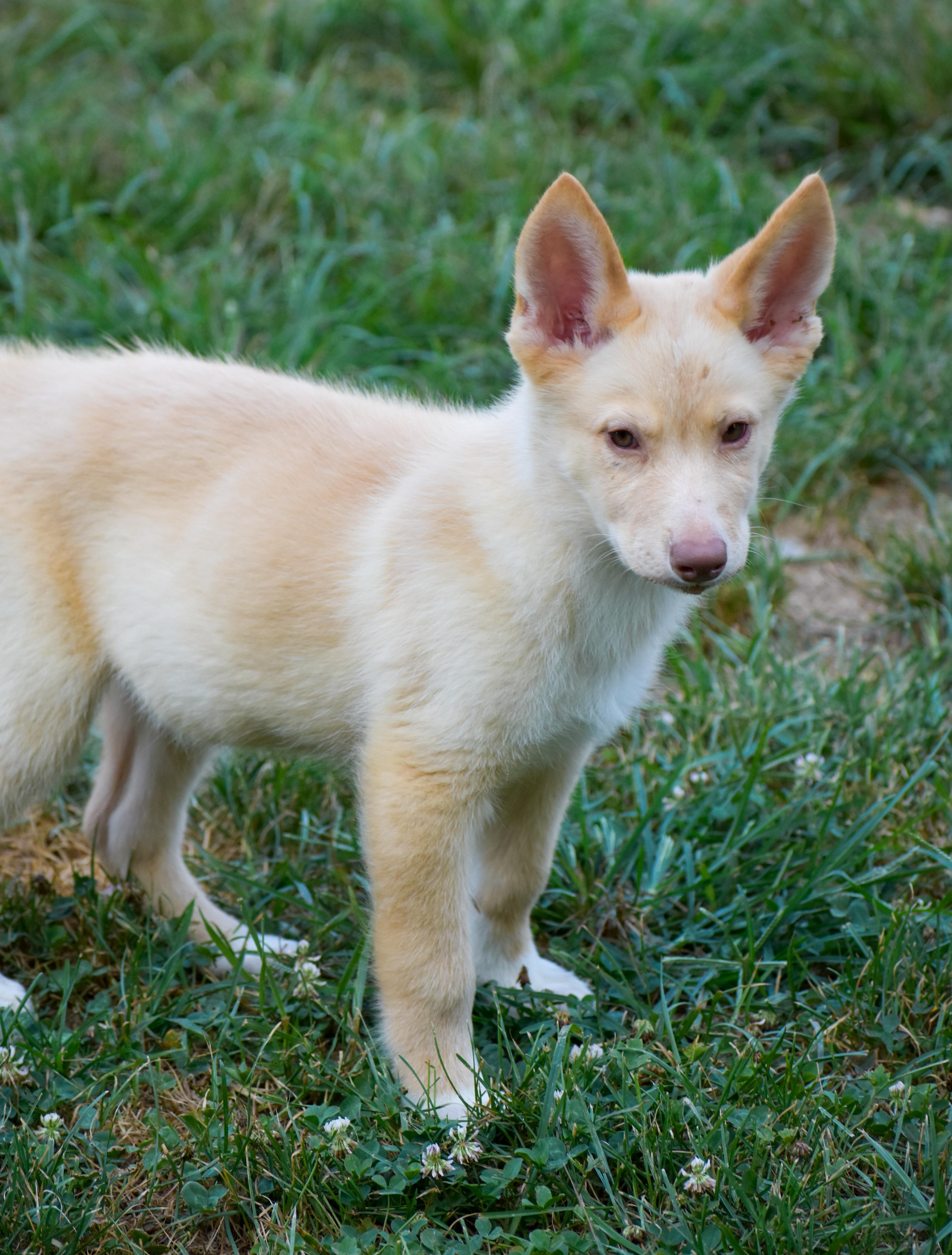 Enlarge Cletus, an adopted mixed breed in Indianapolis, IN image 4/5