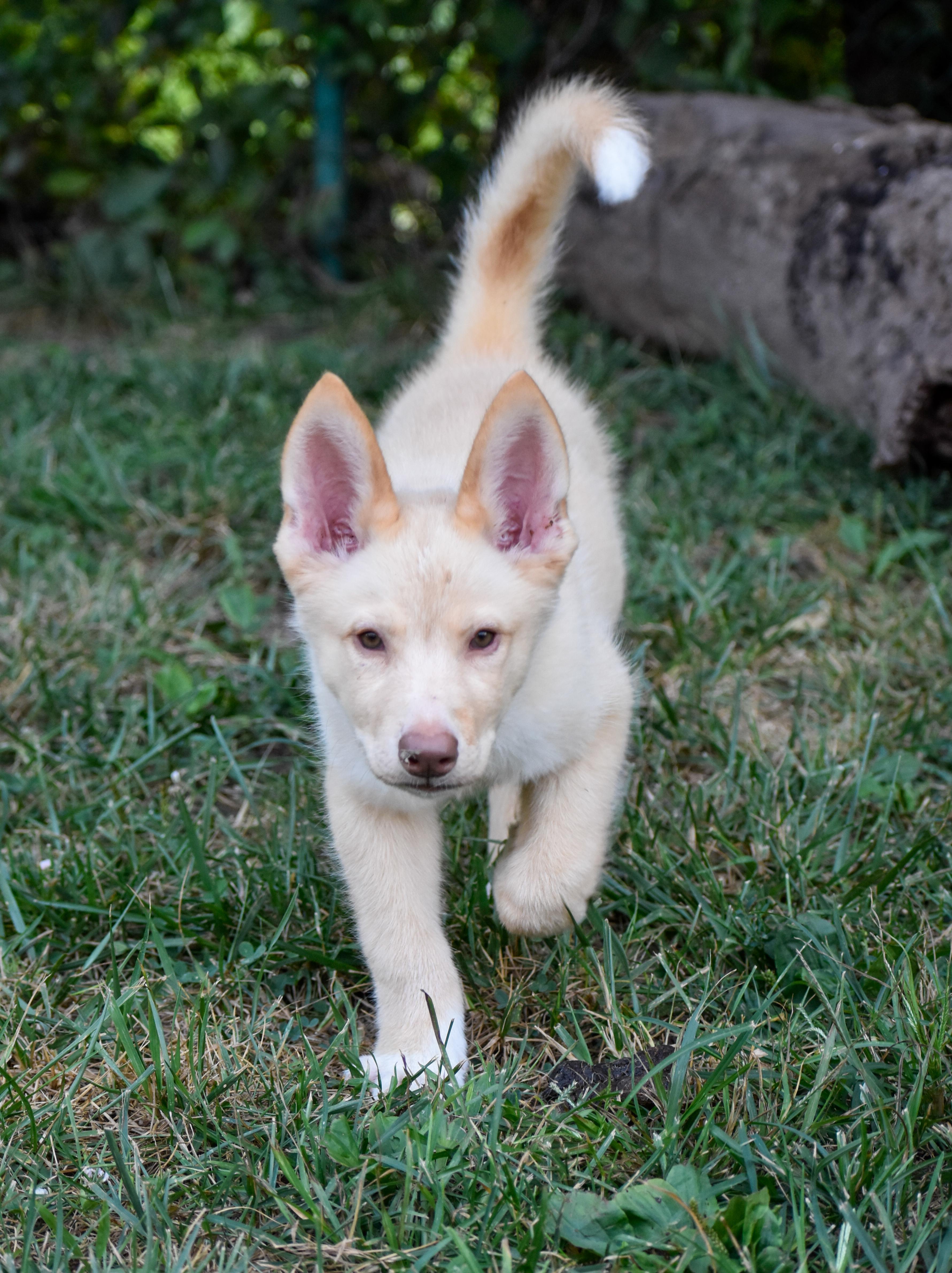 Enlarge Cletus, an adopted mixed breed in Indianapolis, IN image 5/5