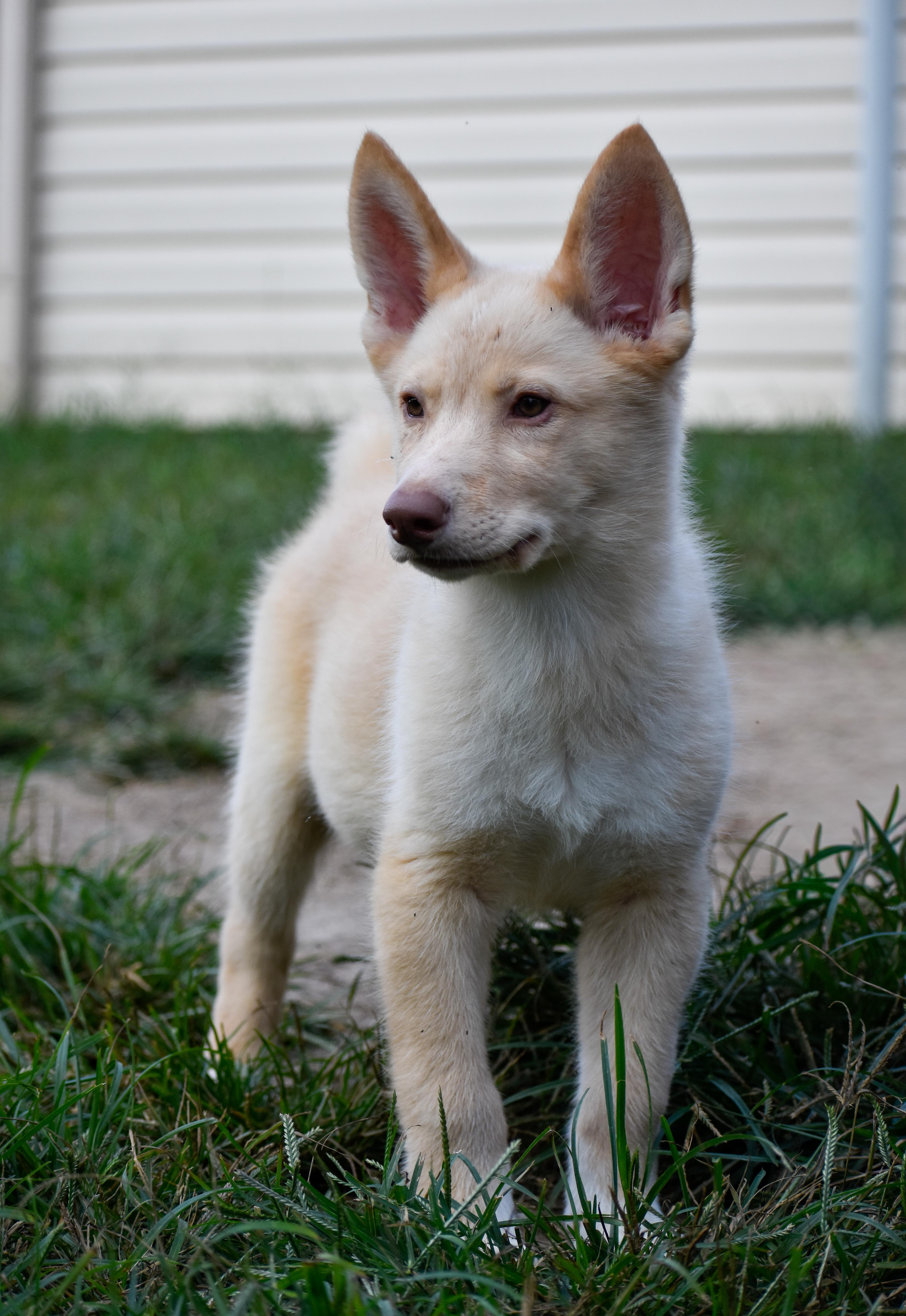Enlarge Cletus, an adopted mixed breed in Indianapolis, IN image 2/5