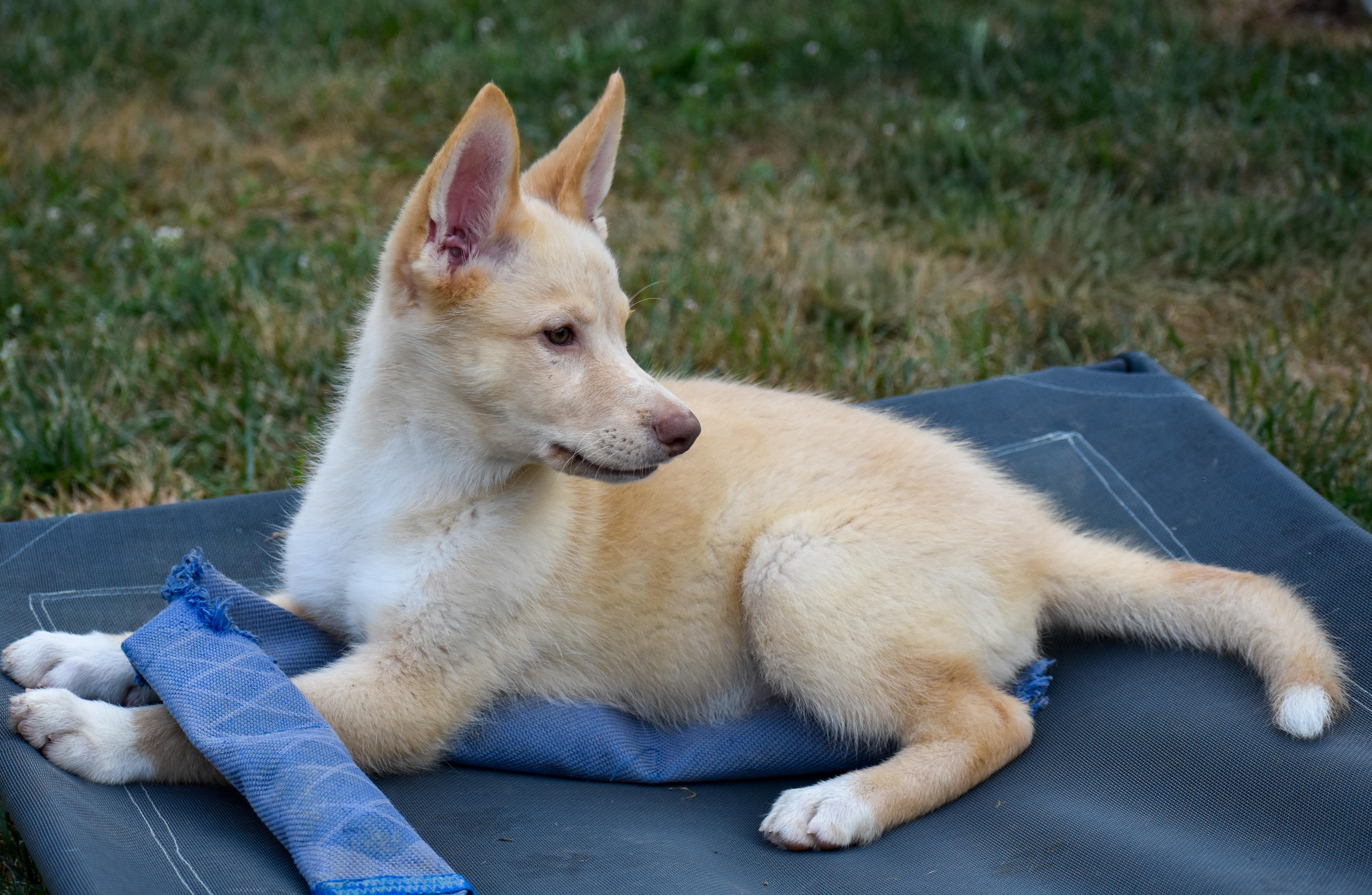 Enlarge Cletus, an adopted mixed breed in Indianapolis, IN image 3/5