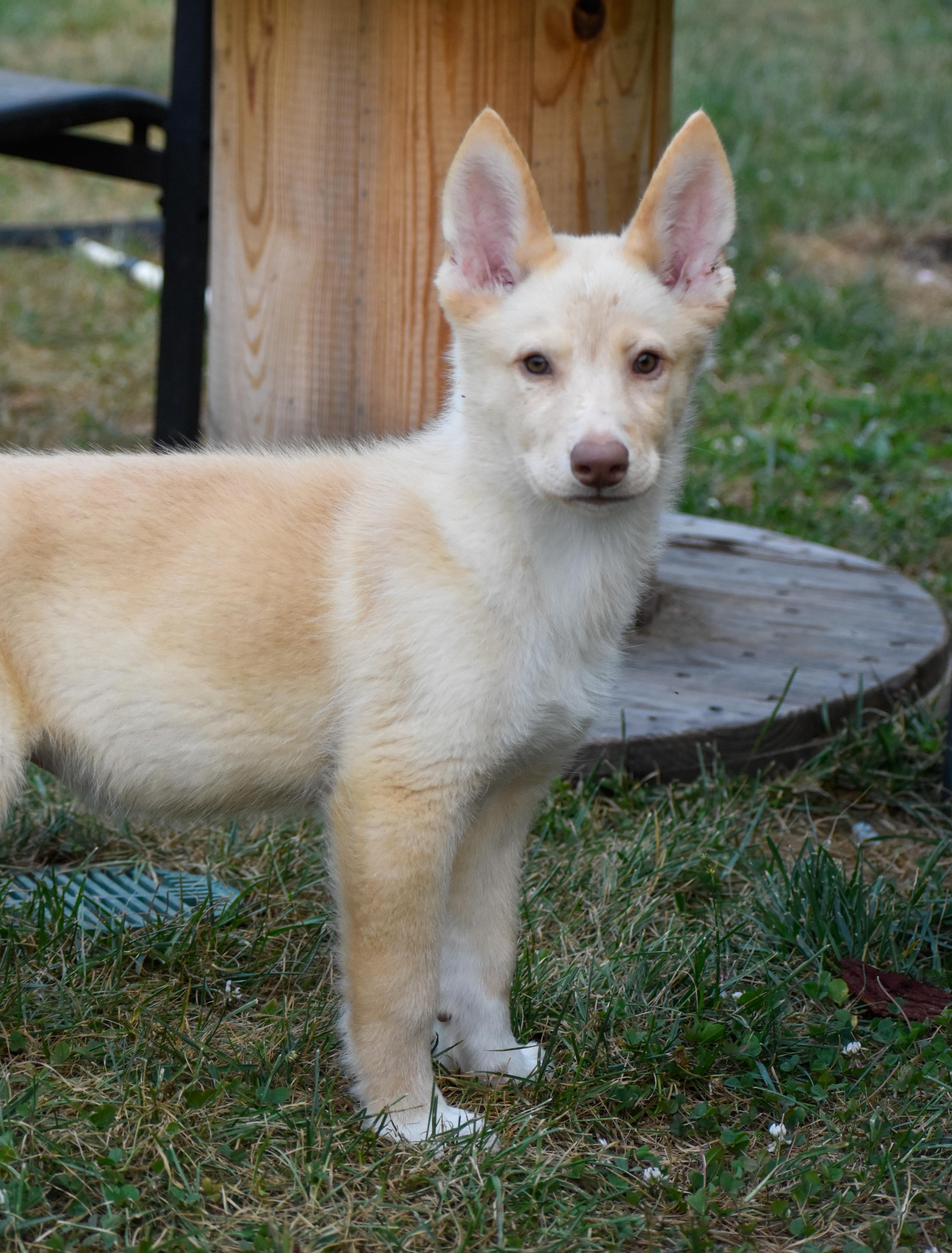 Enlarge Cletus, an adopted mixed breed in Indianapolis, IN image 1/5