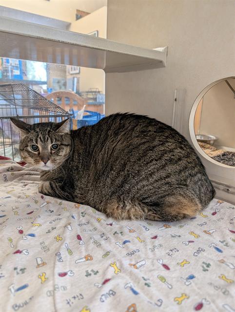 ALLURE, Adoptable, Adult Female Domestic Short Hair.