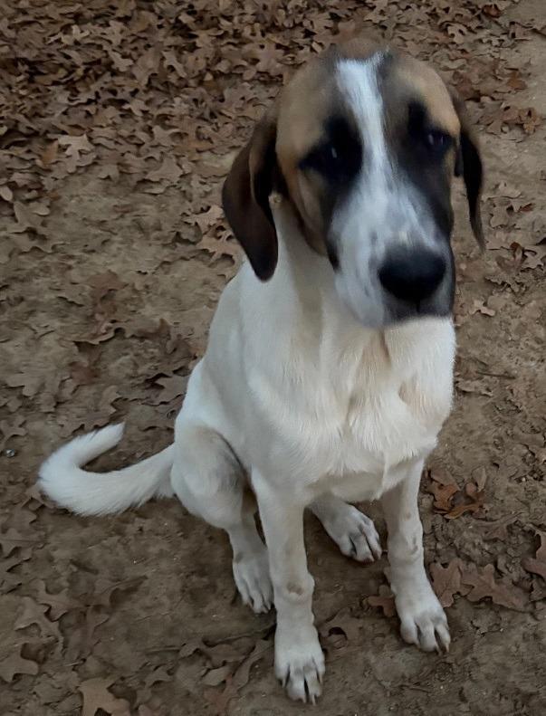 Bella, Adopted, Puppy Female Basset Hound & Anatolian Shepherd.