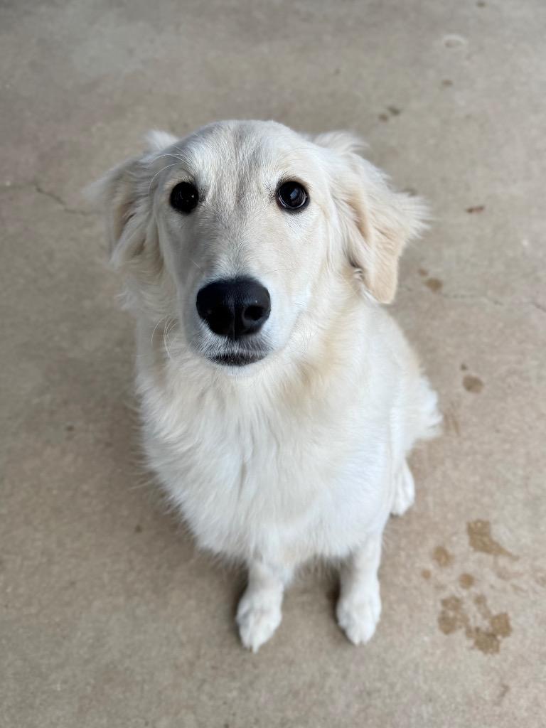 Enlarge Holli, a Adoptable Afghan Hound in Canyon Lake, TX image 1/2
