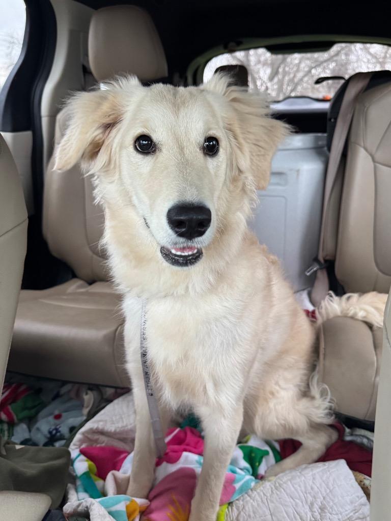 Enlarge Holli, a Adoptable Afghan Hound in Canyon Lake, TX image 2/2