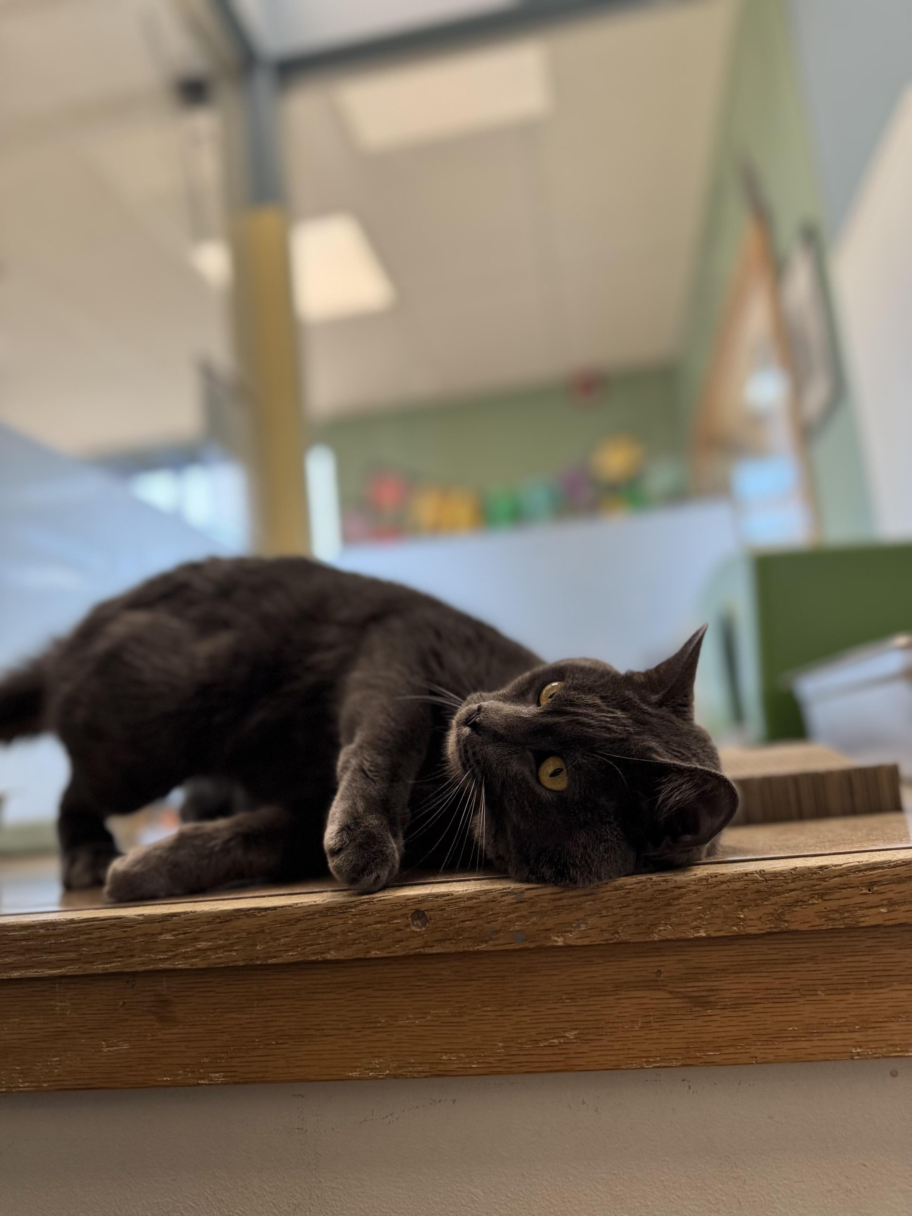 Enlarge Bernard, a Adoptable Domestic Short Hair in Eagle, CO image 3/3