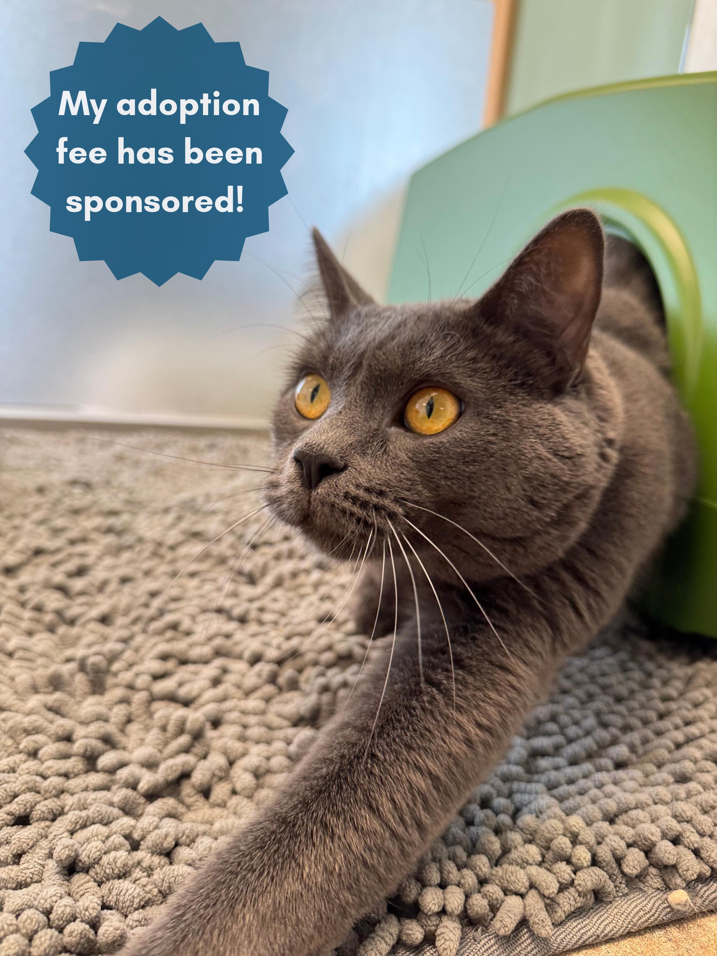 Bernard, Adoptable, Adult Male Domestic Short Hair & Russian Blue.