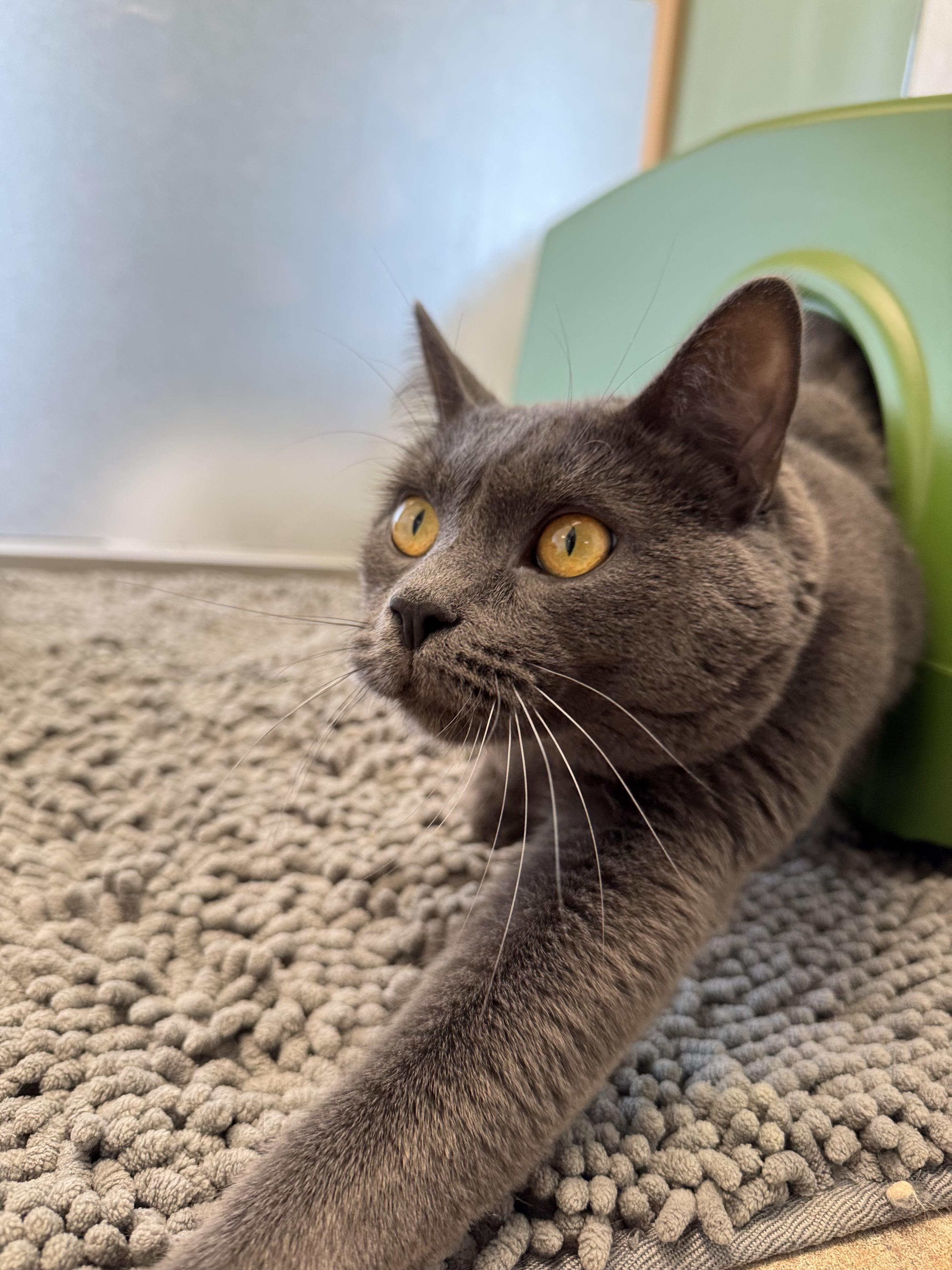 Enlarge Bernard, a Adoptable Domestic Short Hair in Eagle, CO image 2/3