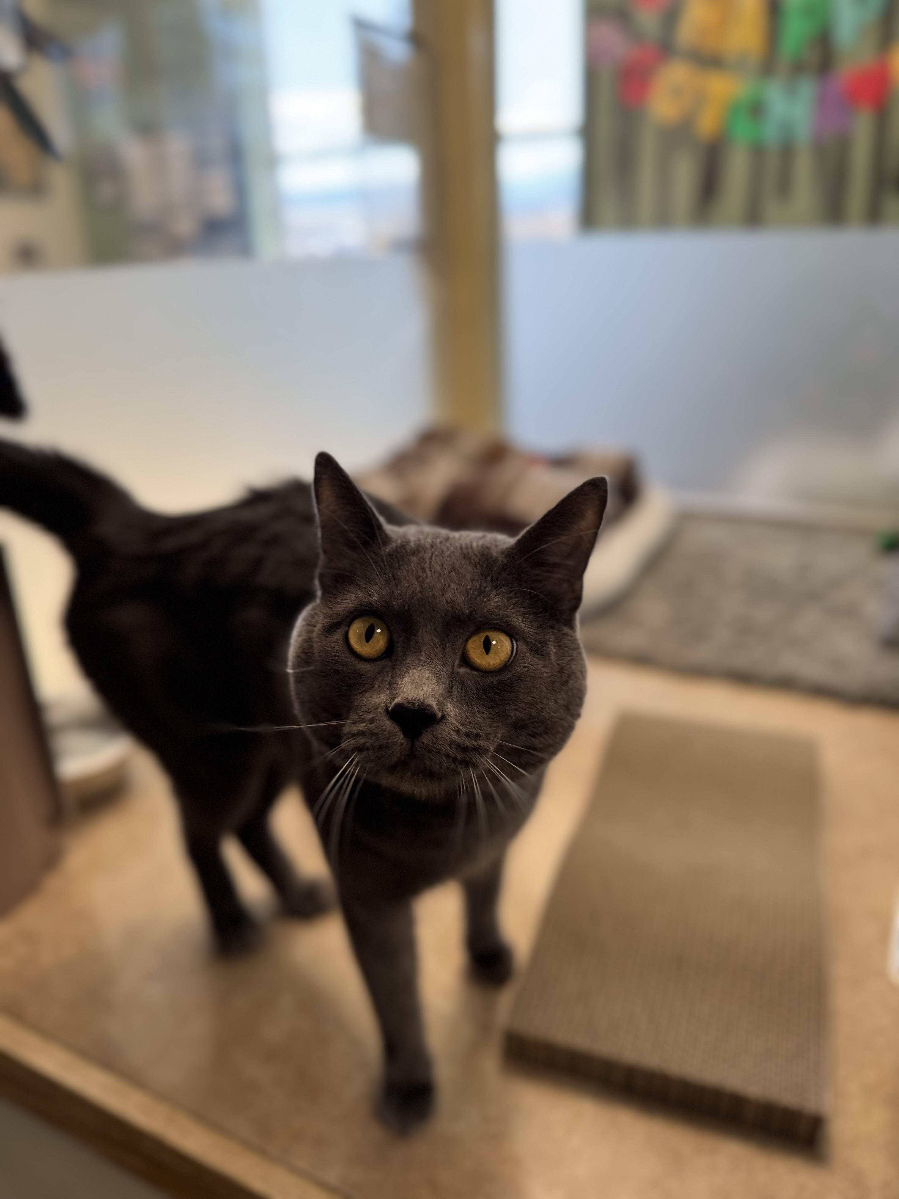 Bernard, Adoptable, Adult Male Domestic Short Hair.