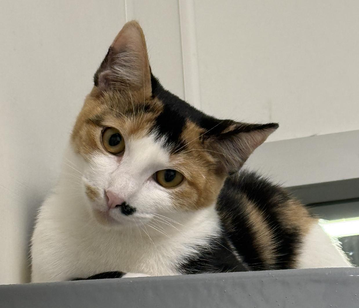 Lorelei, Adoptable, Young Female Domestic Short Hair.