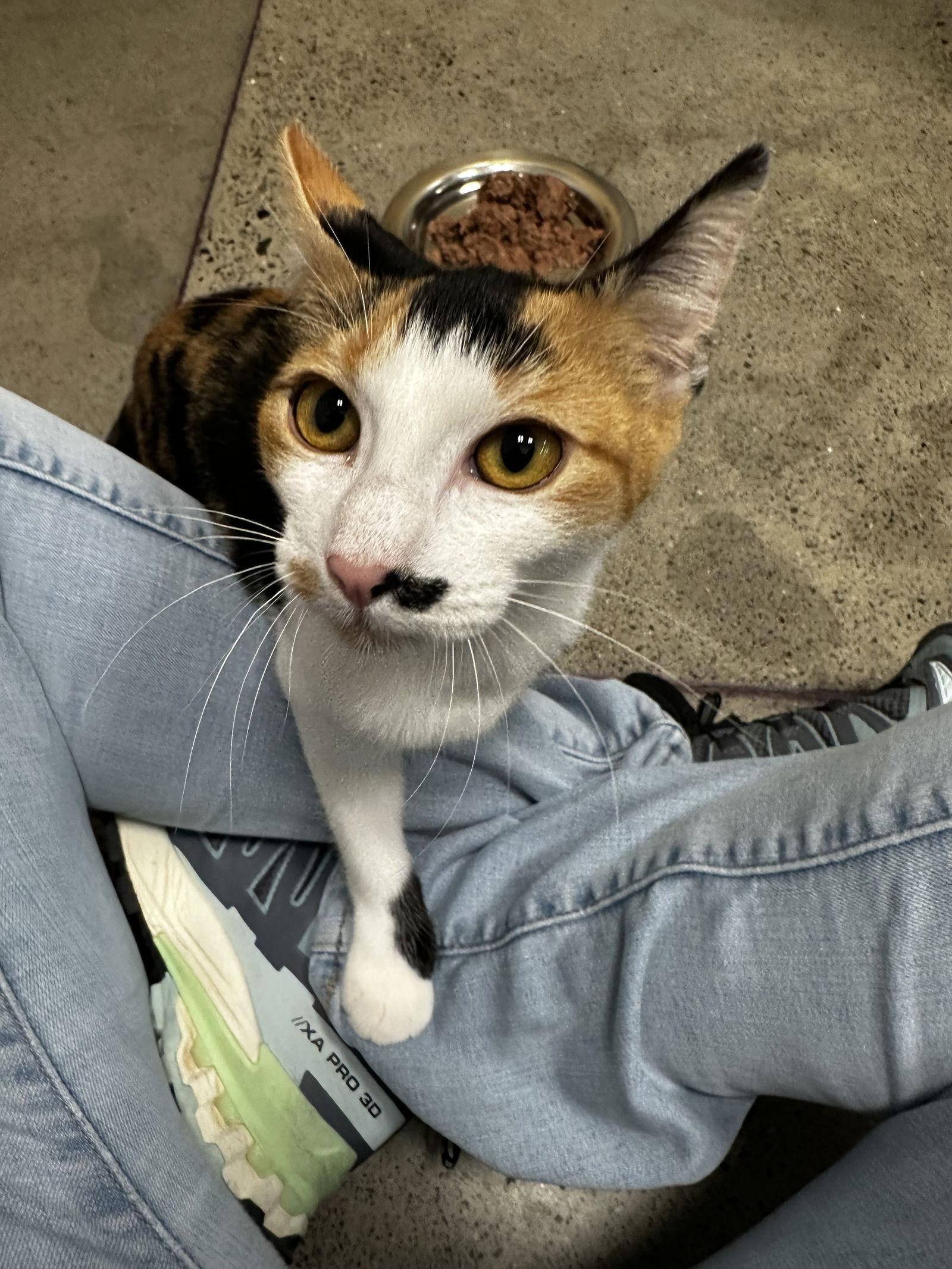 Enlarge Lorelei, a Adoptable Domestic Short Hair in Prosper, TX image 2/3