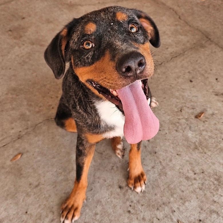 Enlarge Blue, a Adoptable mixed breed in Short Hills, NJ image 2/2
