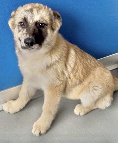 Enlarge A251647, a Adoptable mixed breed in Visalia, CA image 1/2