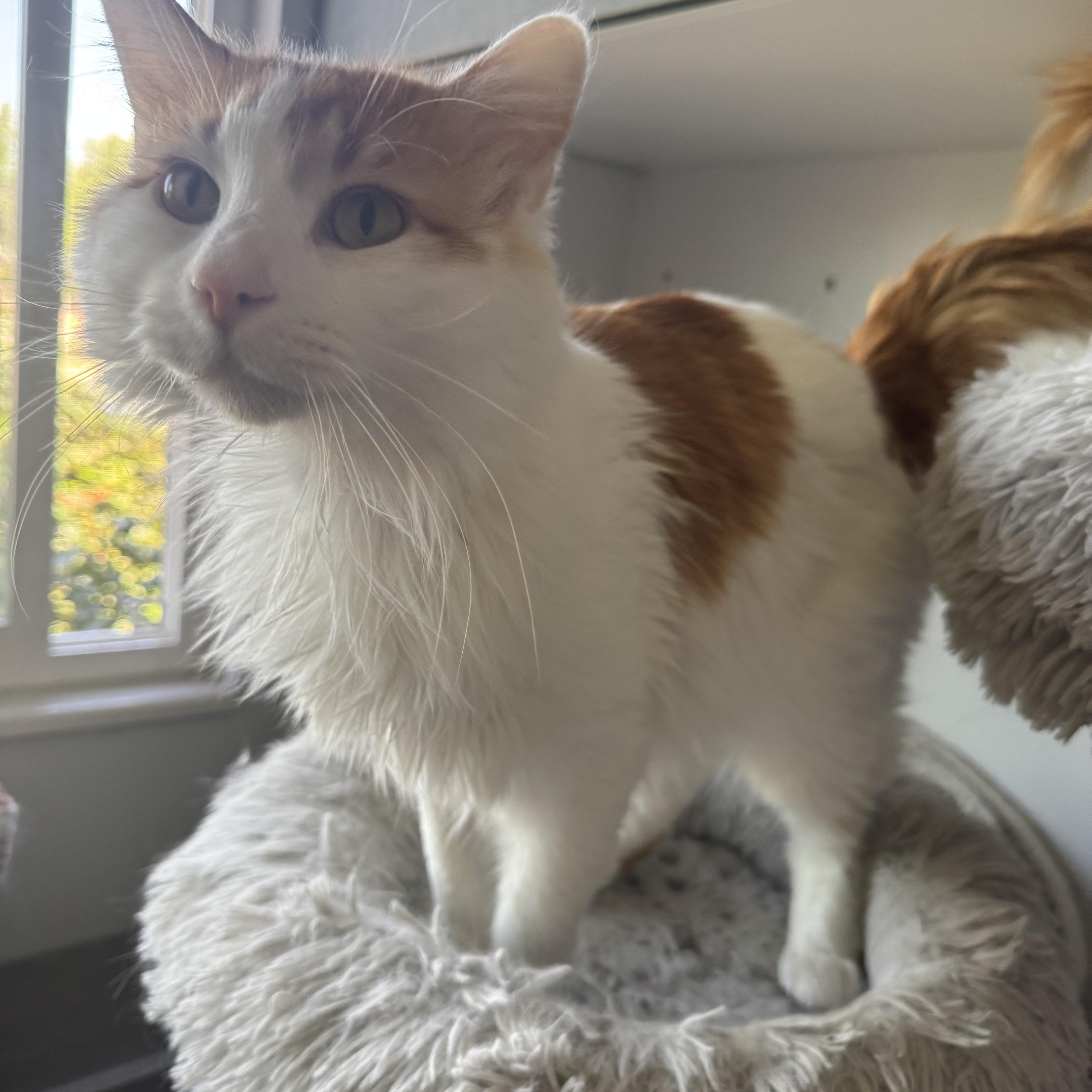 Marvin, Adoptable, Adult Male Domestic Long Hair.