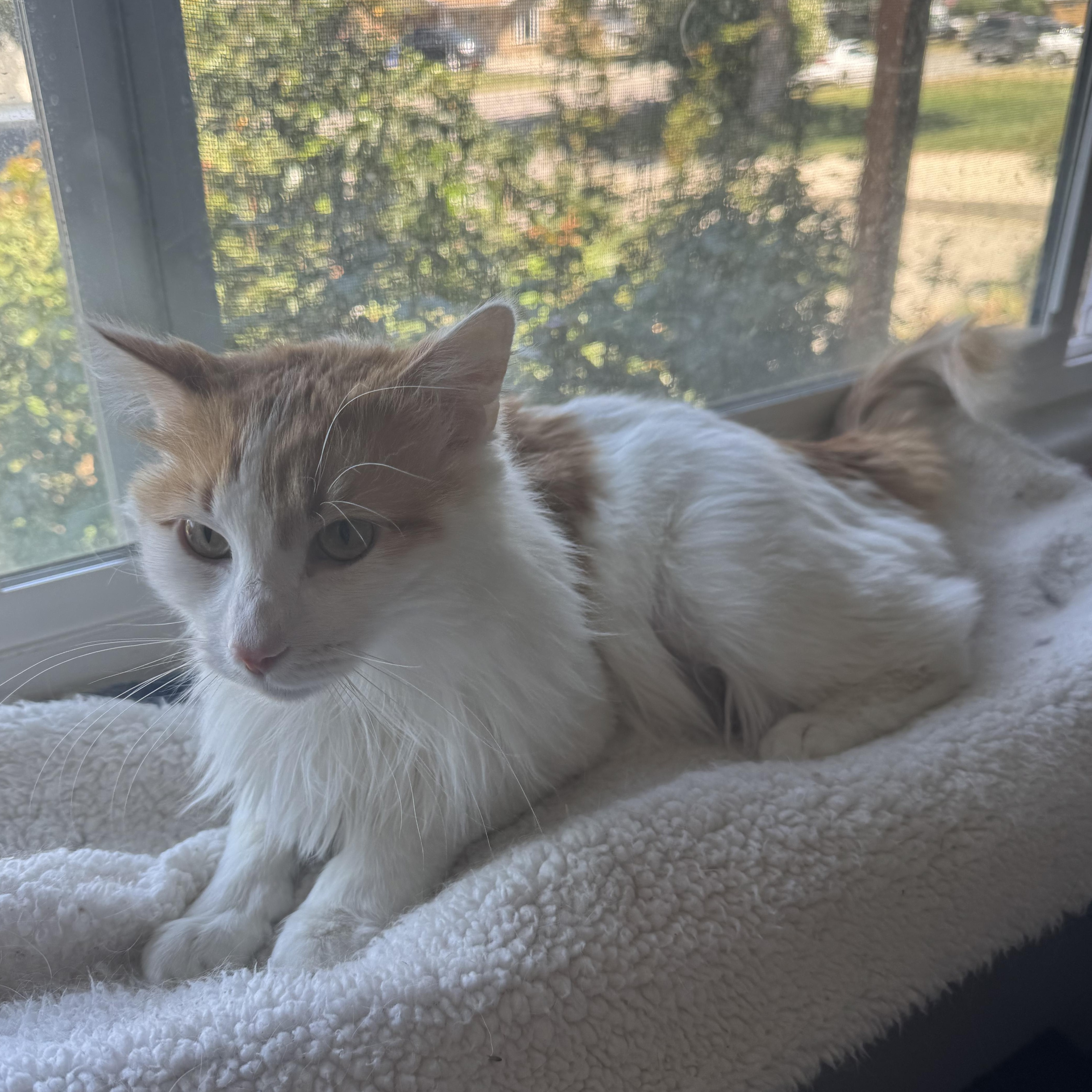 Enlarge Marvin, a Adoptable Domestic Long Hair in Midvale, UT image 5/5