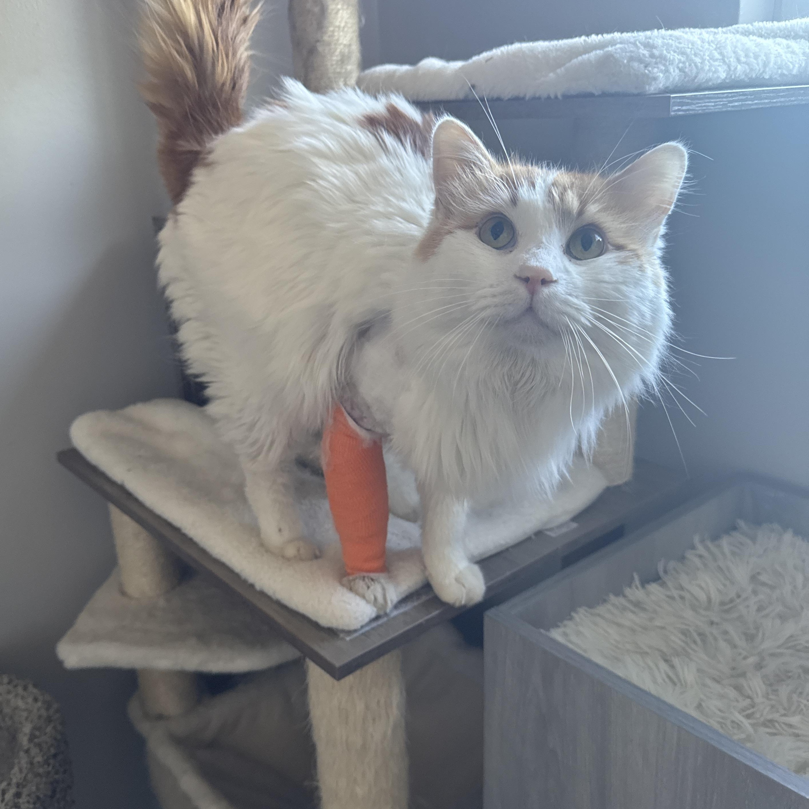 Enlarge Marvin, a Adoptable Domestic Long Hair in Midvale, UT image 2/5