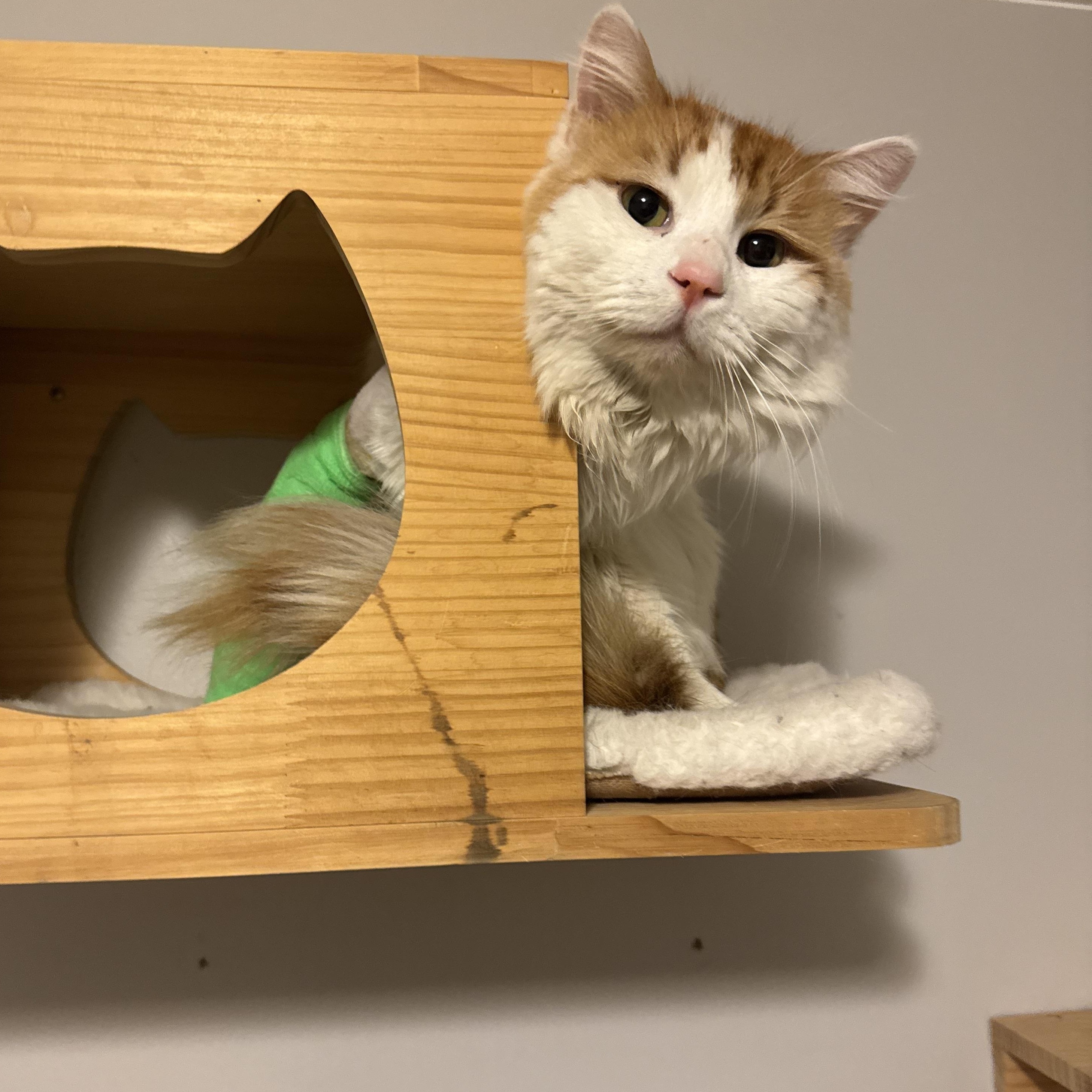 Enlarge Marvin, a Adoptable Domestic Long Hair in Midvale, UT image 3/5