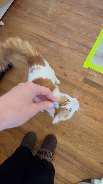 Enlarge Marvin, a Adoptable Domestic Long Hair in Midvale, UT video 4/5