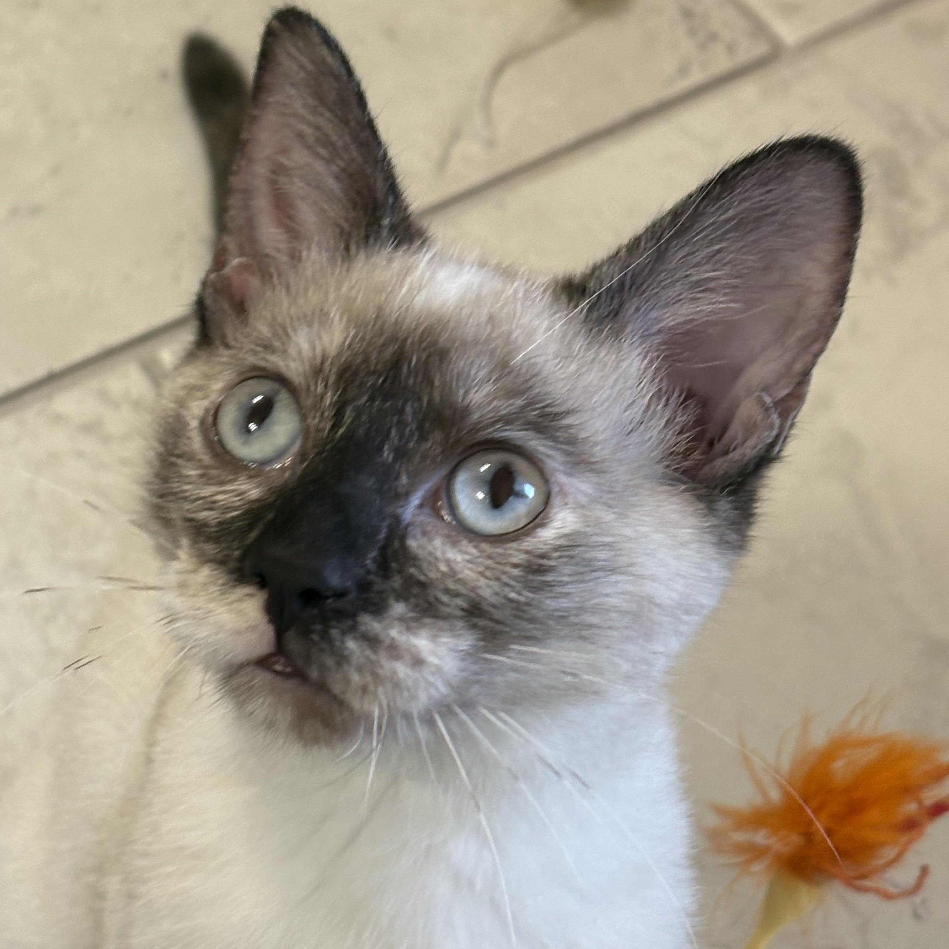 Enlarge Miso, a Adopted mixed breed in Choctaw, OK image 2/4
