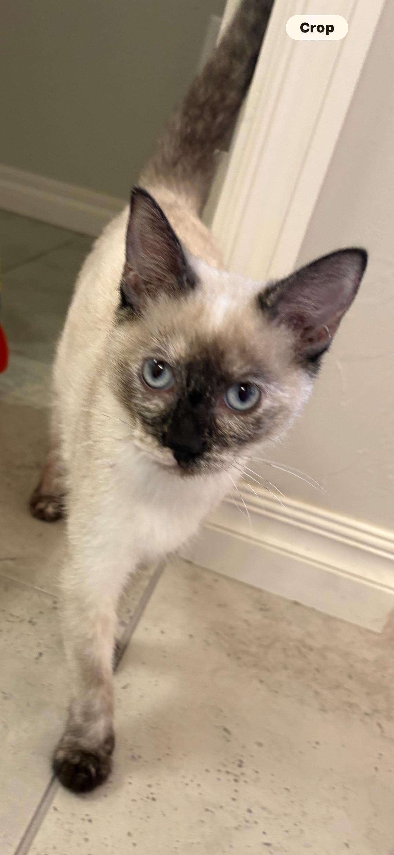 Enlarge Miso, a Adopted mixed breed in Choctaw, OK image 4/4