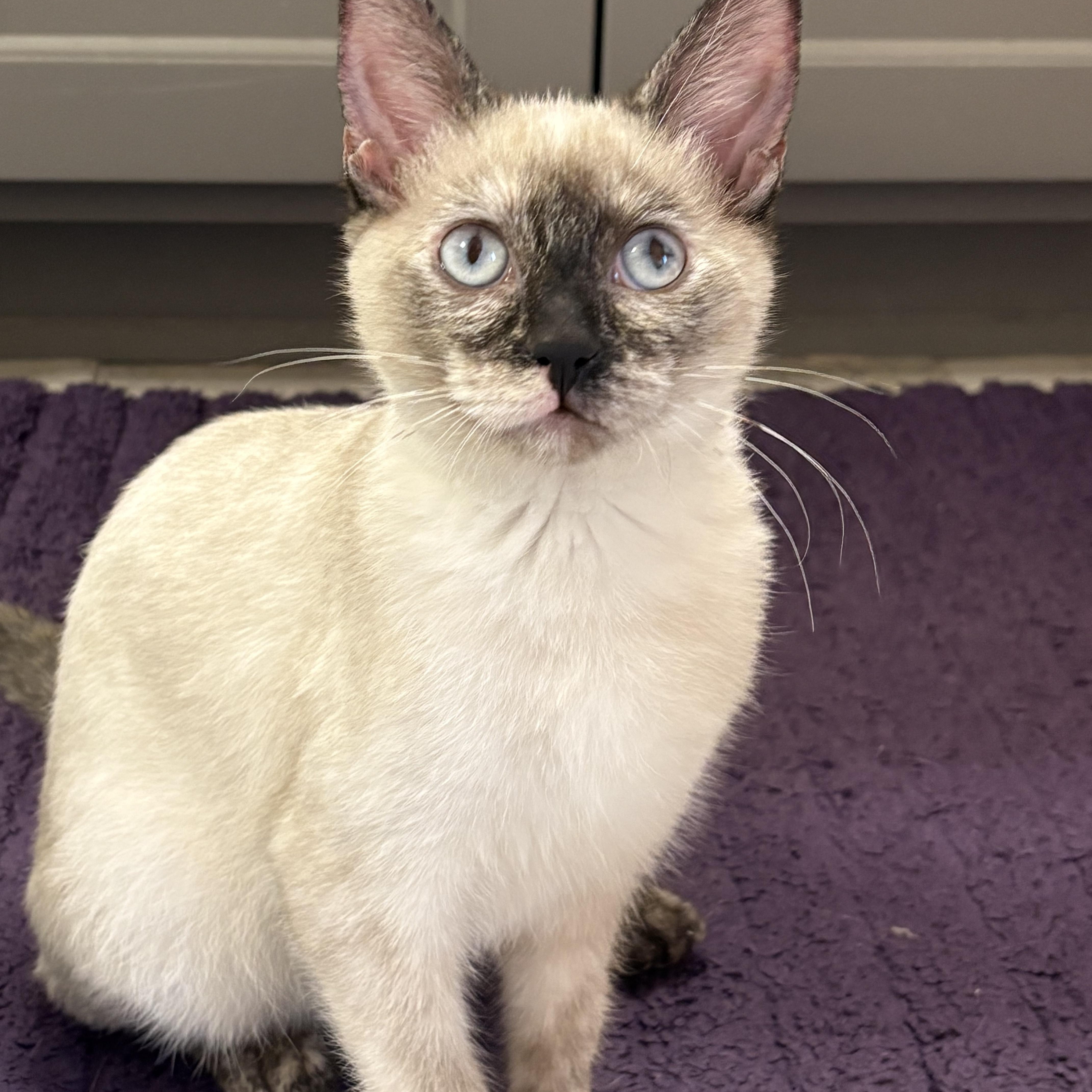 Miso, Adopted, Young Female Siamese & Ragdoll.