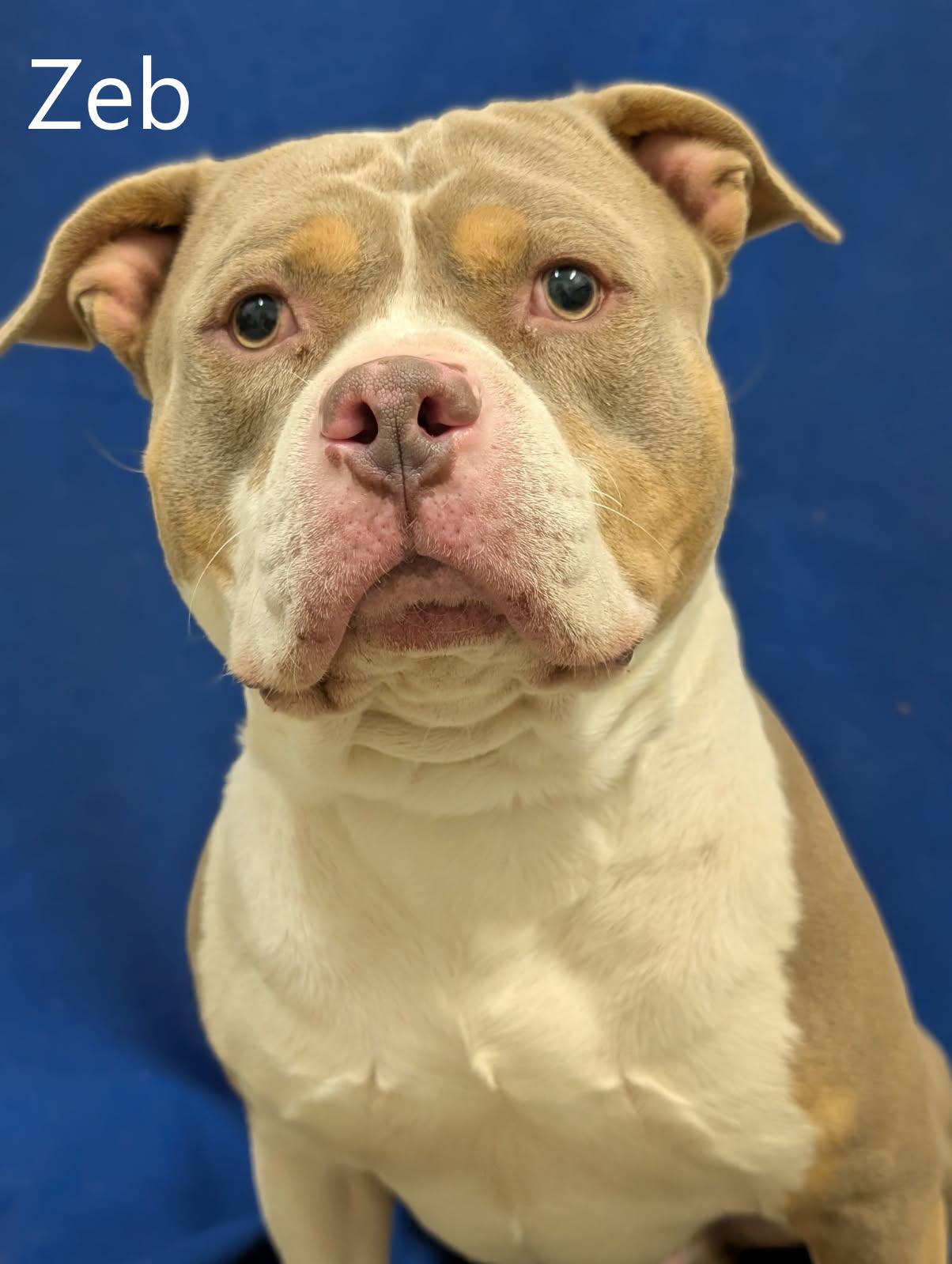 Zeb, adopted, Adult Male American Bully.