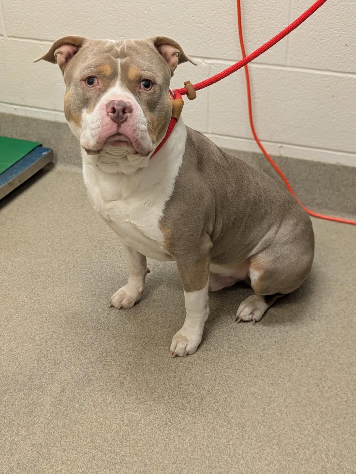 Enlarge Zeb, an adopted mixed breed in Mount Vernon, OH image 2/2