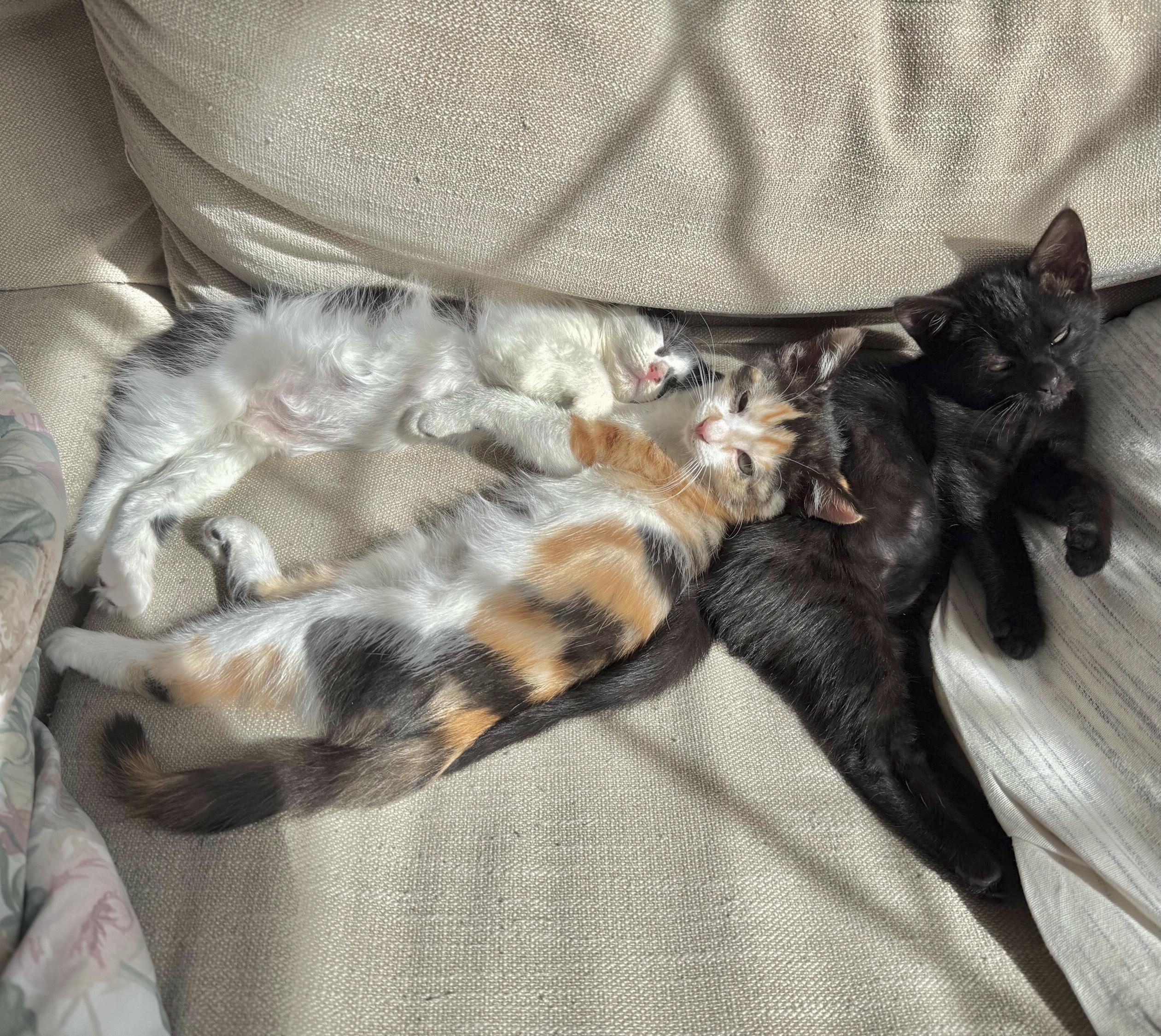 Squashy Soft Taco — thumbnail 2