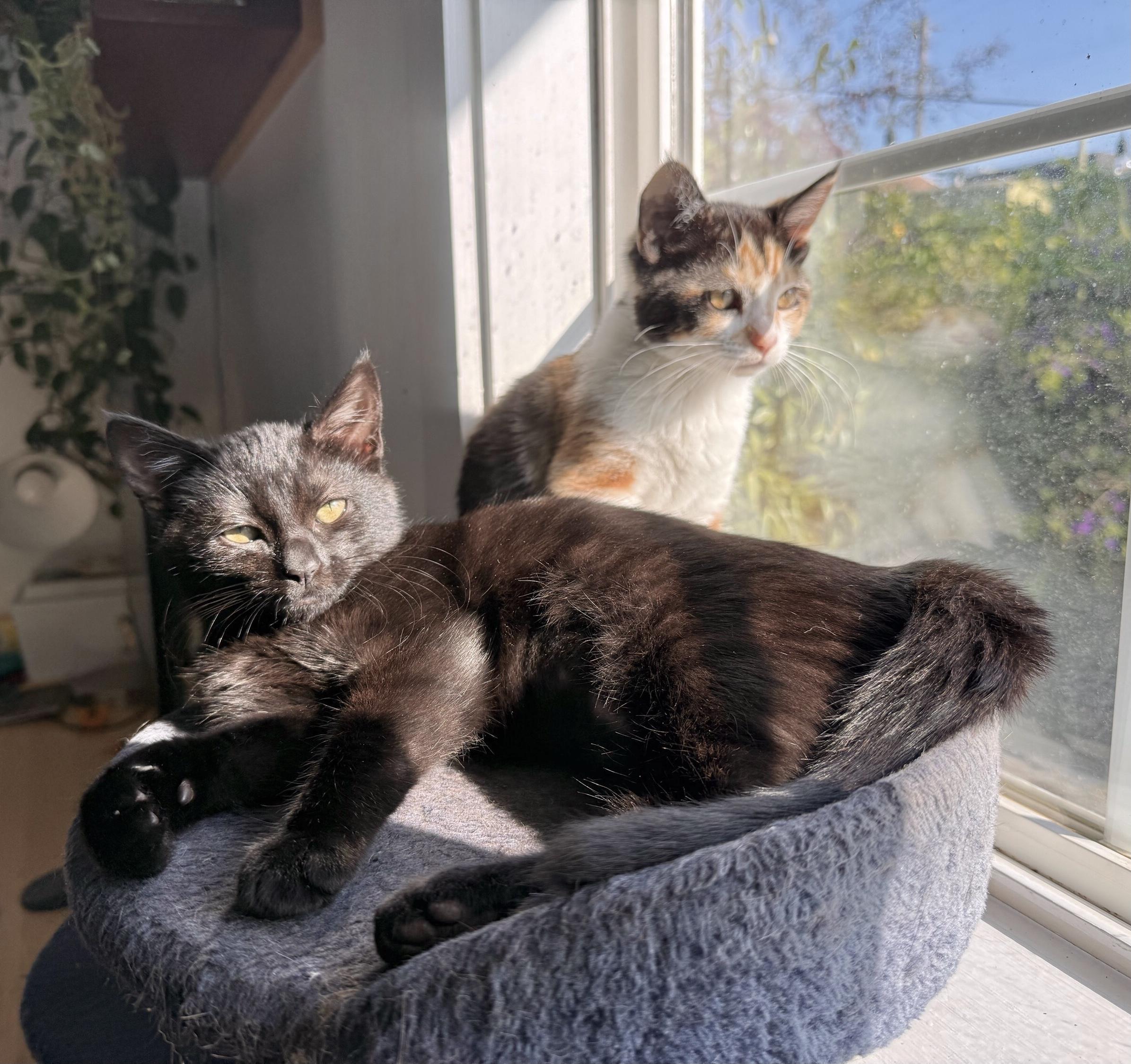 Squashy Soft Taco — thumbnail 4