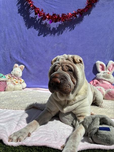 Enlarge Luna, a Adoptable Shar-Pei in El Cajon, CA image 1/1