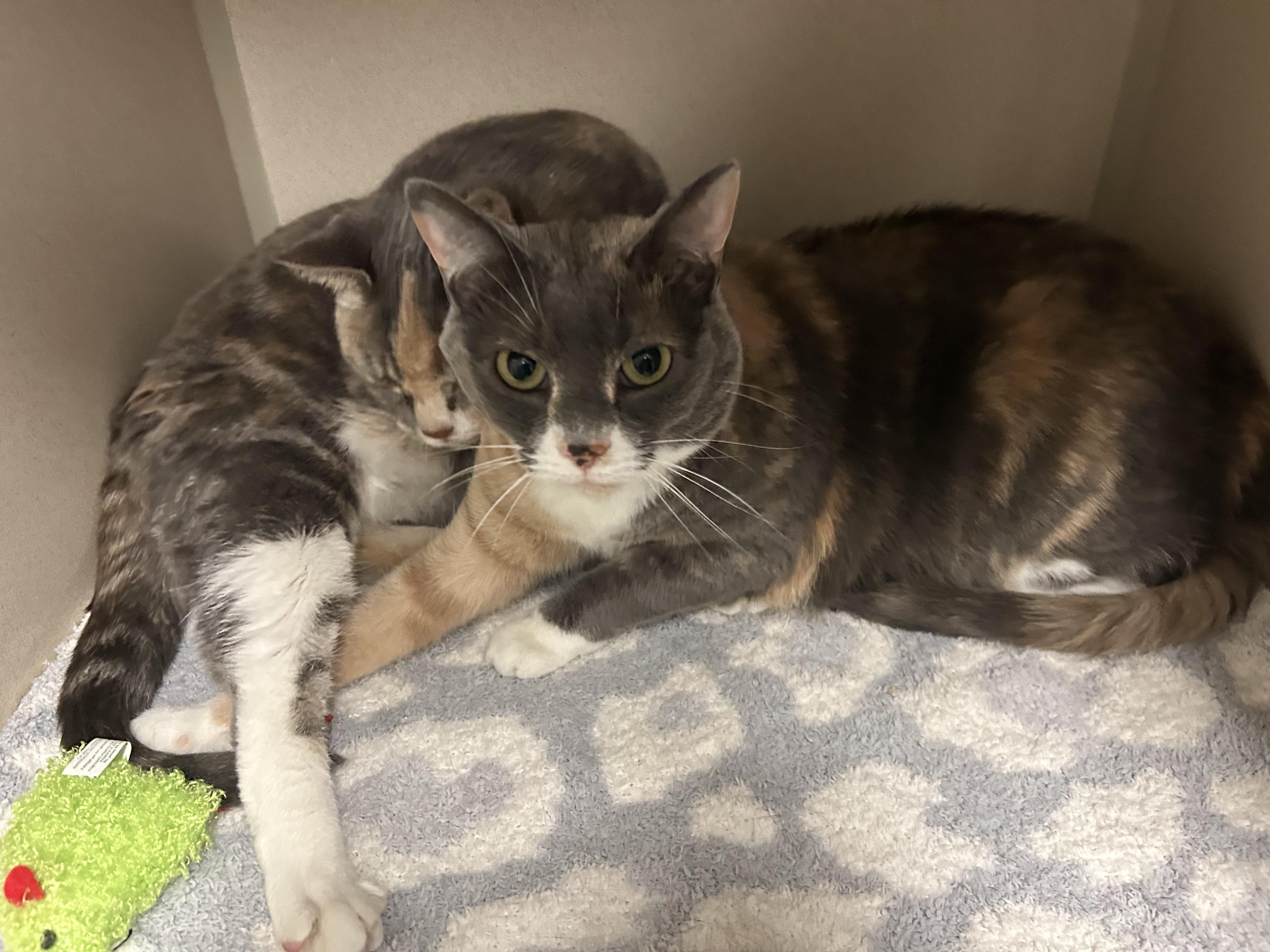 Enlarge Winky, an adoptable Dilute Calico in Pottsville, PA image 1/2