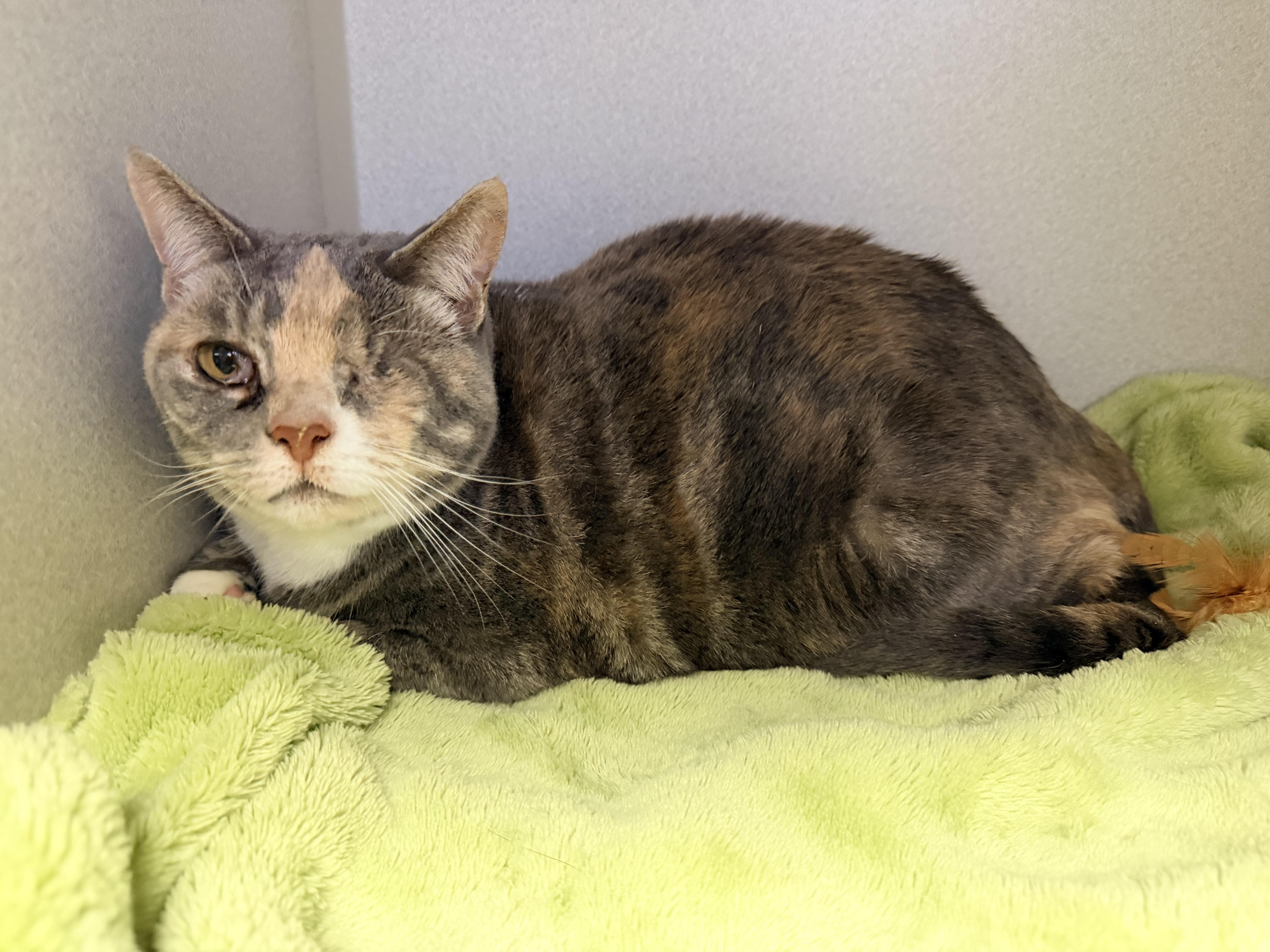 Enlarge Winky, an adoptable Dilute Calico in Pottsville, PA image 2/2